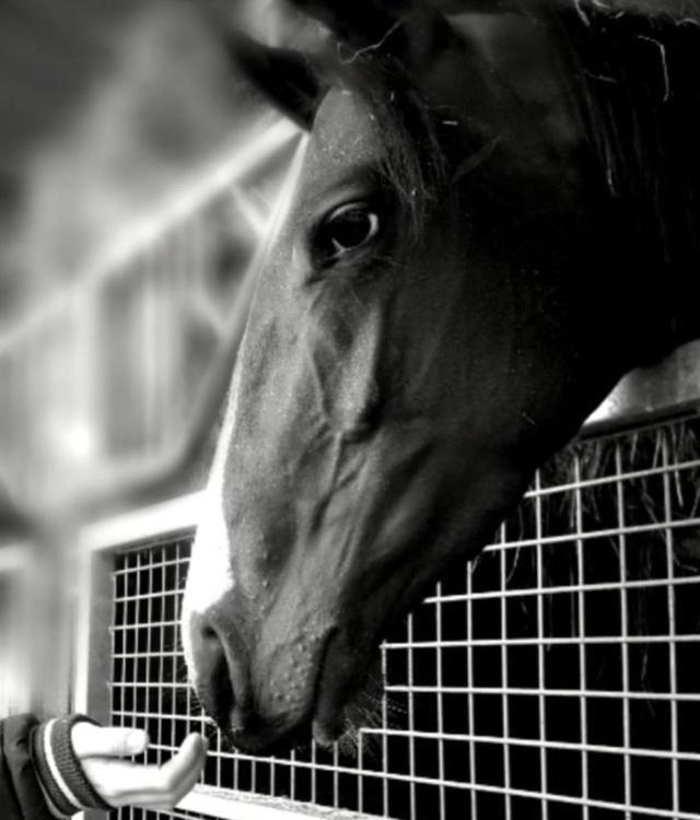 B&B Haras De La Cour Fleury Saint-Michel-de-Livet ภายนอก รูปภาพ