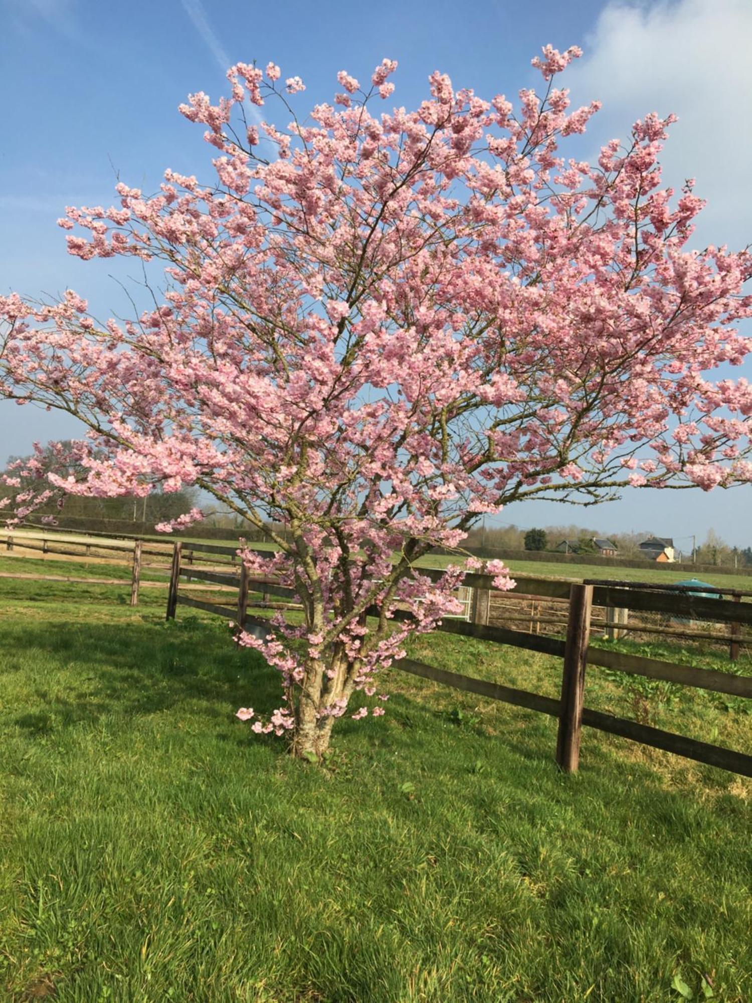 B&B Haras De La Cour Fleury Saint-Michel-de-Livet ภายนอก รูปภาพ